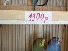 Продам волнистых попугайчиков