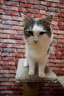 Кот Вини 1,5 года ищет дом