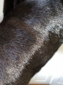 Шуба норковая