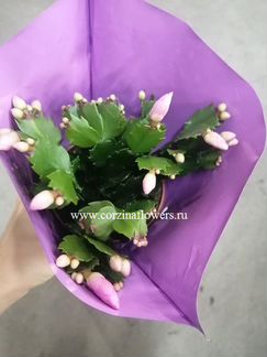 Шлюмбергера цветок светло-розовый KR831