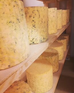 Обучение по сыроварению