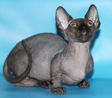 Канадский сфинкс.Бамбино