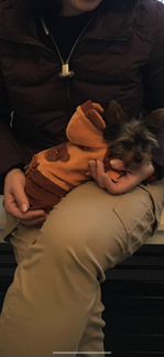 Комбинезон для собачки