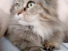 Сибирская пушистая, 1.5г, стерильна, кошка объявление продам
