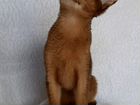 Абиссинский кот объявление продам