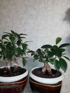 Флорариум фикус