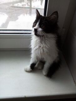 Пушистая воображуля