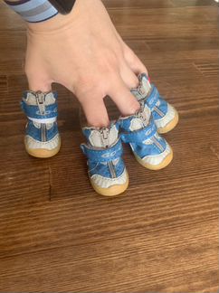 Продам ботиночки и шлейку для маленькой собачки