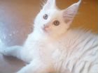 Котята мейн-кун белоснежные