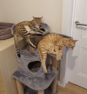 Котята, фенотипичные оцикеты в добрые руки