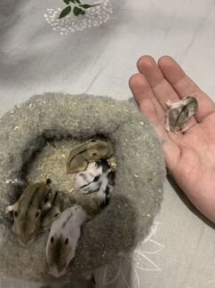 Джунгарский хомяк