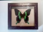 Бабочка в рамке Парусник Блюме Papilio blumei