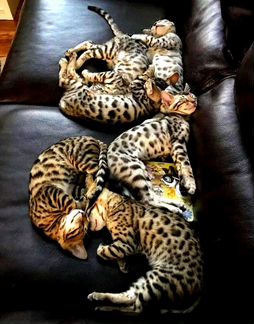 Бенгальские котята