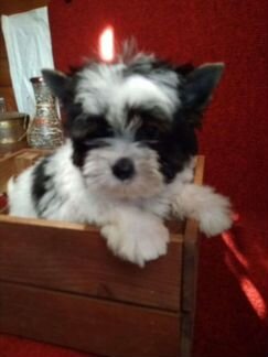 Мини красотки