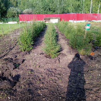 Ель Сибирская из частного питомника