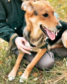 Нежный щенок Триша в добрые руки