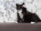 Котёнок помесь Сибирской объявление продам