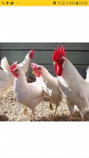 Куры годовалые