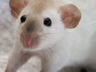 Крысята дамбо сиамские объявление продам