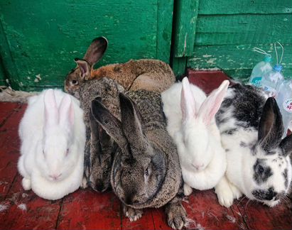 Кролики, крольчатина - фотография № 8