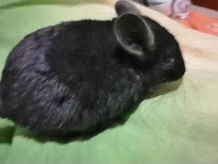 Шиншилла