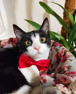 Феликс котенок котик в добрые руки