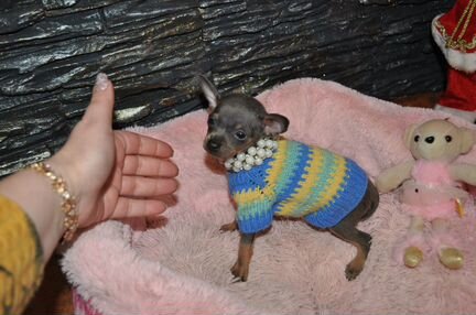 Синий той-терьер. Мини Мини мальчик оленёнок