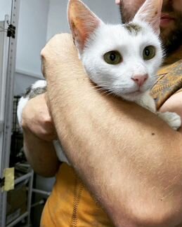 Кошка в добрые руки