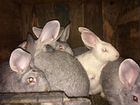 Кролики на разведение порода фландр и великан объявление продам