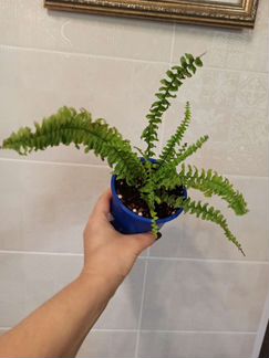 Карликовый, кудрявый папоротник
