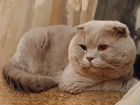 Шотландский лиловый кот на вязку объявление продам