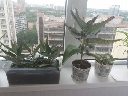 Цветок Каланхоэ лечебный (Доктор)