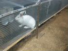 Кролики Хиколь объявление продам