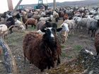 Романовский барашки (овцы) объявление продам