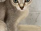 Котёнок Сингапура мальчик объявление продам