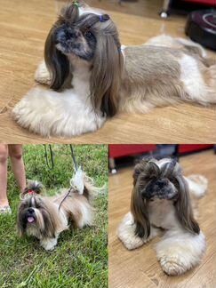 Стрижка собак и кошек.окрашивание.экспресс линька