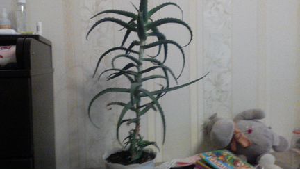 Алоэ лечебное