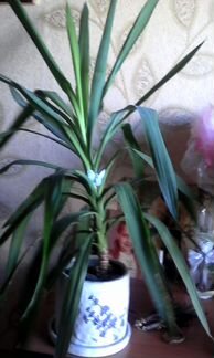 Цветок домашний с горшком