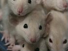 Крысенок Дамбо-сиам