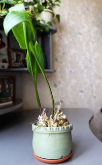 Дримиопсис в глиняном горшке