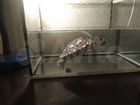 Красноухая Черепаха с аквариумом объявление продам