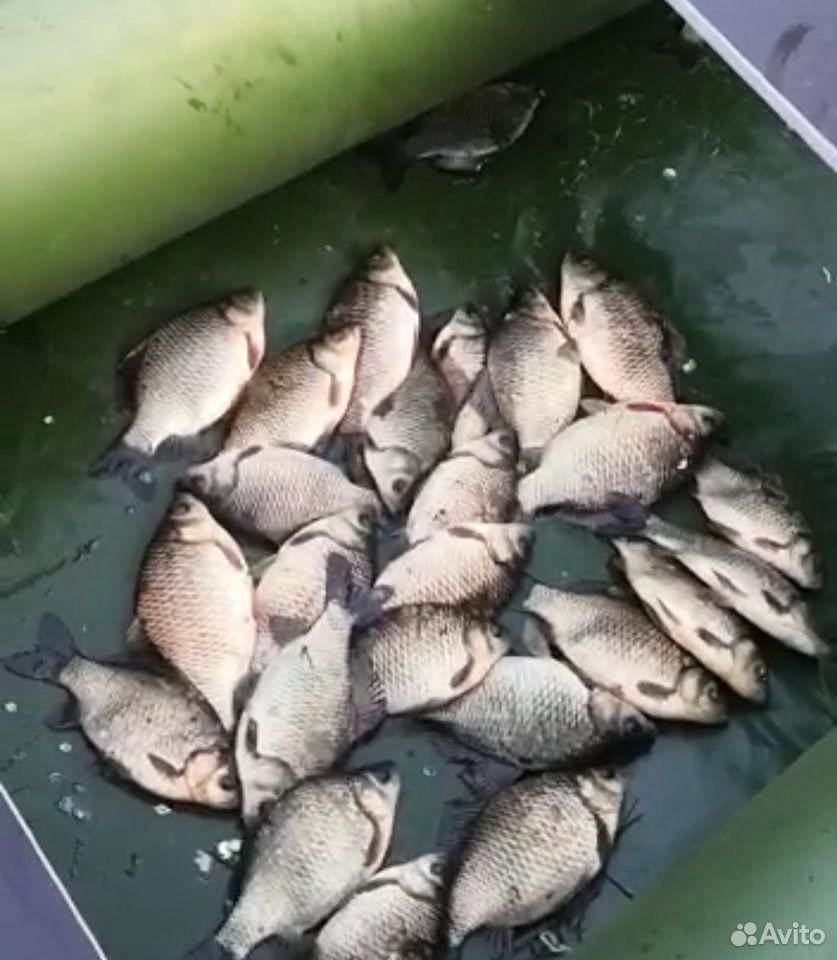 Карась живой