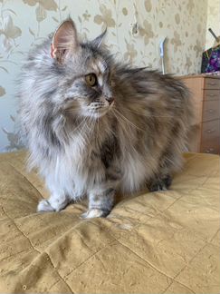 Сибирская кошка, 3 года