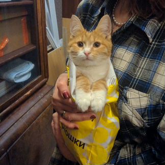 Котёнок ищет семью