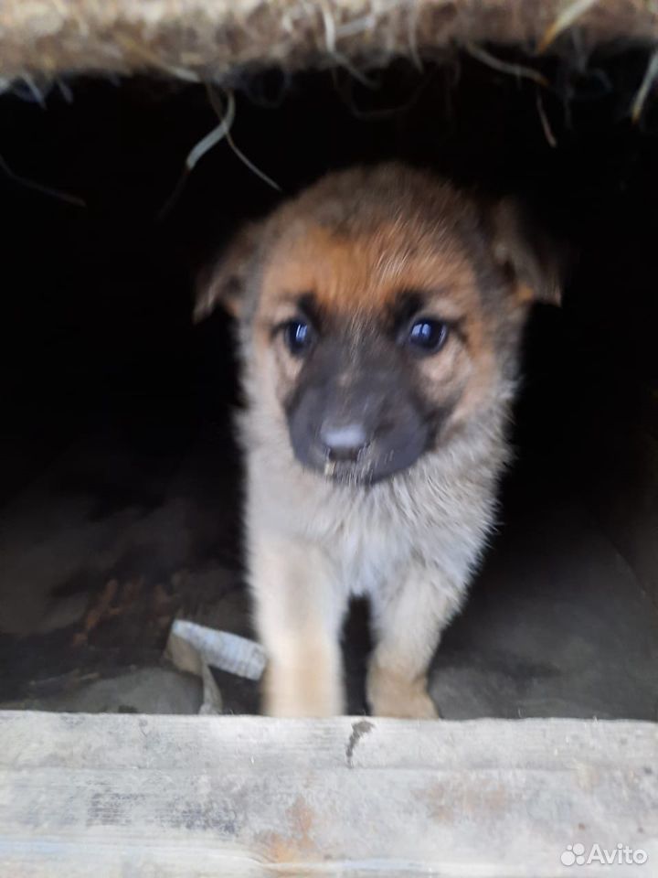 Give in good hands puppies German shepherd 89039850125 buy 1