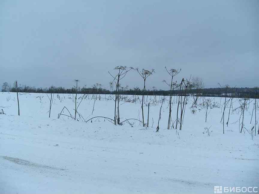 Погода д раково. Деревня Раково Тверская область. Деревня Раково.