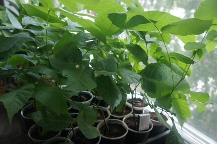 Саженец, грецкого ореха