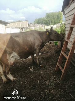 Айширская высокоудойная корова - фотография № 2