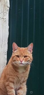 Отдам в добрые руки кота