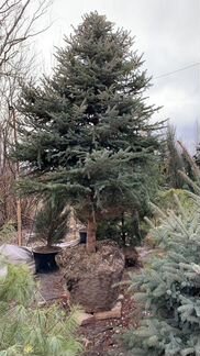 Ель Колючая Глаука 3.5 - 4.0 метра